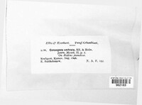 Passalora umbrata image